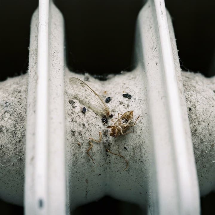 Makro detail — zvyšky hmyzu v prachu medzi rebrami